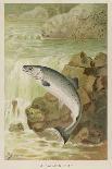 Leaping Salmon-P. J. Smit-Framed Stretched Canvas