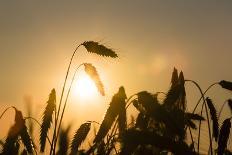 Barley Ears in the Early Morning Haze at Sunrise, Backlight, Close-Up, Mertloch, Eifel-P. Kaczynski-Photographic Print