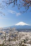 Blossoming Cherry Trees in the Hills of Fujiyoshida in Front of Snowy Mount Fuji-P. Kaczynski-Framed Photographic Print