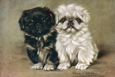 Black and a White Pekingese Puppy Sit Close Together-P. Kirmse-Mounted Art Print