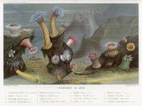 An Assortment of Sea Anemones-P. Lackerbauer-Art Print