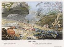 An Attractive Blue Lobster with Red Feelers and a Crab and a Shrimp and Some Other Crustacea-P. Lackerbauer-Art Print