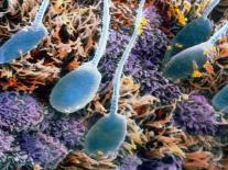 False-colour SEM of Human Sperm In the Uterus-P.m. Motta-Photographic Print