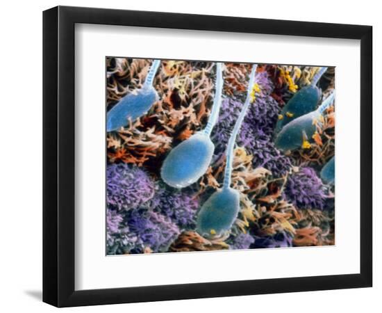 Premium Photographic Print, , large