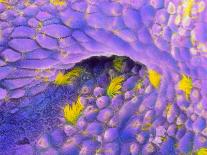 False-colour SEM of Human Sperm In the Uterus-P.m. Motta-Framed Photographic Print
