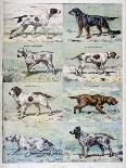 Gun Dogs, 1897-P Mahler-Giclee Print