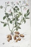 Potato Flowers-P Naudin-Stretched Canvas