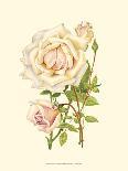 Victorian Rose IV-P^ Seguin-Bertault-Laminated Art Print