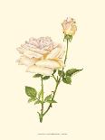 Victorian Rose IV-P^ Seguin-Bertault-Stretched Canvas