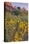 Pa Rus Trail Scene, Zion Canyon-Vincent James-Stretched Canvas
