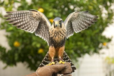 Aplomado Falcon (Falco Femoralis), Falconry, Argentina, South America