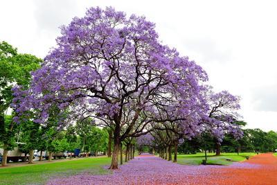 Jacaranda Tree (Jacaranda Mimosifolia), Buenos Aires City, Argentina, South America