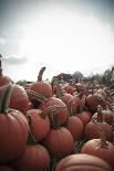 Instagram Filtered Image of a Pile of Pumpkins-pablo guzman-Photographic Print