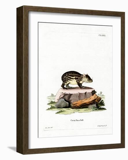 Paca-null-Framed Giclee Print