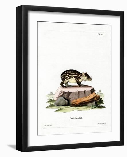 Paca-null-Framed Giclee Print