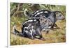 Pacarana (Dinomys Branickii), Dinomyidae-null-Framed Giclee Print