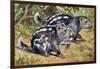 Pacarana (Dinomys Branickii), Dinomyidae-null-Framed Giclee Print