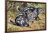 Pacarana (Dinomys Branickii), Dinomyidae-null-Framed Giclee Print