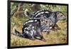 Pacarana (Dinomys Branickii), Dinomyidae-null-Framed Giclee Print