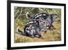 Pacarana (Dinomys Branickii), Dinomyidae-null-Framed Giclee Print