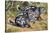 Pacarana (Dinomys Branickii), Dinomyidae-null-Stretched Canvas