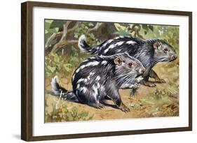 Pacarana (Dinomys Branickii), Dinomyidae-null-Framed Giclee Print