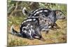 Pacarana (Dinomys Branickii), Dinomyidae-null-Mounted Giclee Print