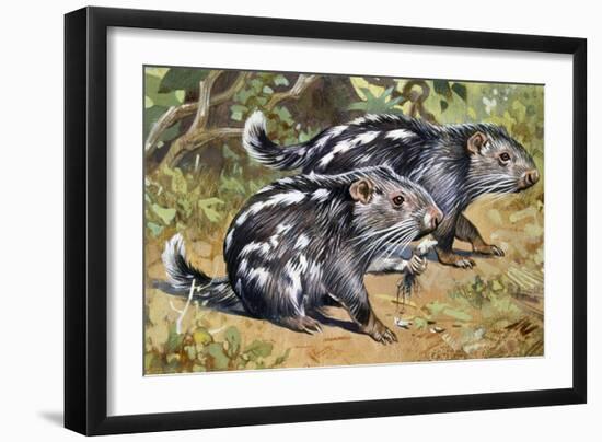 Pacarana (Dinomys Branickii), Dinomyidae-null-Framed Giclee Print