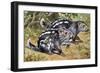 Pacarana (Dinomys Branickii), Dinomyidae-null-Framed Giclee Print