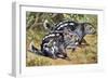 Pacarana (Dinomys Branickii), Dinomyidae-null-Framed Giclee Print