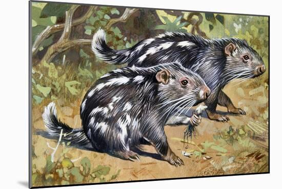 Pacarana (Dinomys Branickii), Dinomyidae-null-Mounted Giclee Print