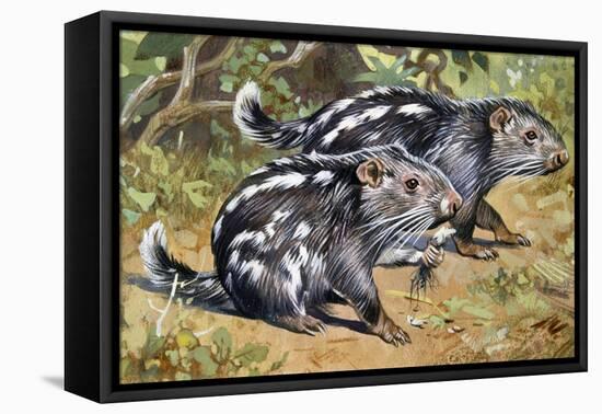 Pacarana (Dinomys Branickii), Dinomyidae-null-Framed Stretched Canvas