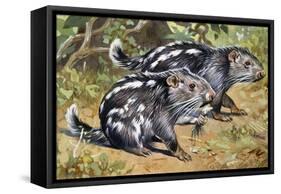 Pacarana (Dinomys Branickii), Dinomyidae-null-Framed Stretched Canvas