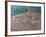 Pacentro, Abruzzi, Italy-Rosemary Lowndes-Framed Giclee Print