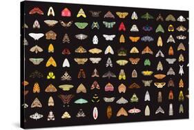 Pachanga Moths from Ecuador-Belen Mena-Stretched Canvas