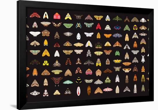 Pachanga Moths from Ecuador-Belen Mena-Framed Giclee Print