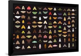 Pachanga Moths from Ecuador-Belen Mena-Framed Giclee Print