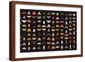 Pachanga Moths from Ecuador-Belen Mena-Framed Giclee Print