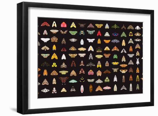 Pachanga Moths from Ecuador-Belen Mena-Framed Giclee Print