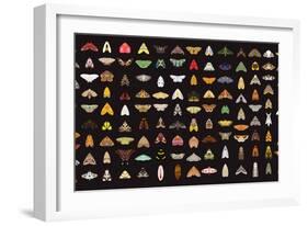 Pachanga Moths from Ecuador-Belen Mena-Framed Giclee Print