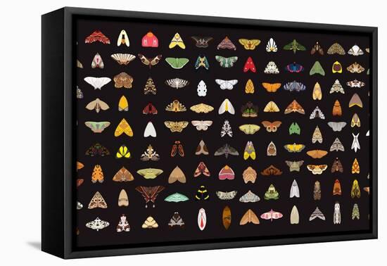 Pachanga Moths from Ecuador-Belen Mena-Framed Stretched Canvas