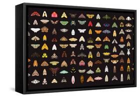 Pachanga Moths from Ecuador-Belen Mena-Framed Stretched Canvas