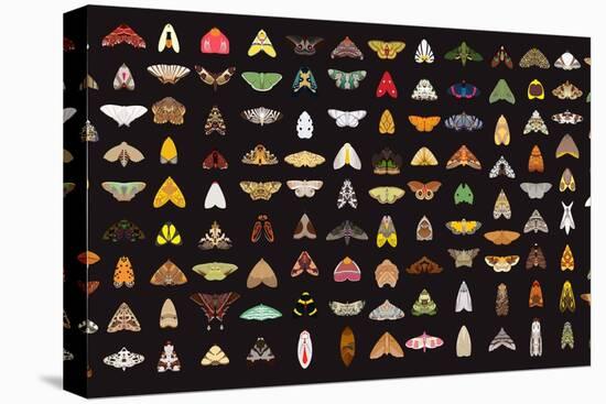 Pachanga Moths from Ecuador-Belen Mena-Stretched Canvas