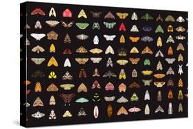 Pachanga Moths from Ecuador-Belen Mena-Stretched Canvas