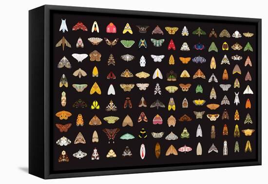 Pachanga Moths from Ecuador-Belen Mena-Framed Stretched Canvas