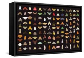 Pachanga Moths from Ecuador-Belen Mena-Framed Stretched Canvas