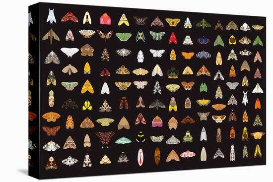 Pachanga Moths from Ecuador-Belen Mena-Stretched Canvas