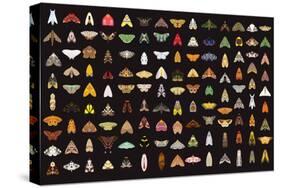 Pachanga Moths from Ecuador-Belen Mena-Stretched Canvas