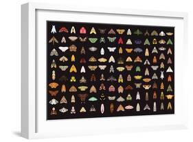 Pachanga Moths from Ecuador-Belen Mena-Framed Giclee Print