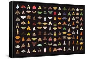 Pachanga Moths from Ecuador-Belen Mena-Framed Stretched Canvas